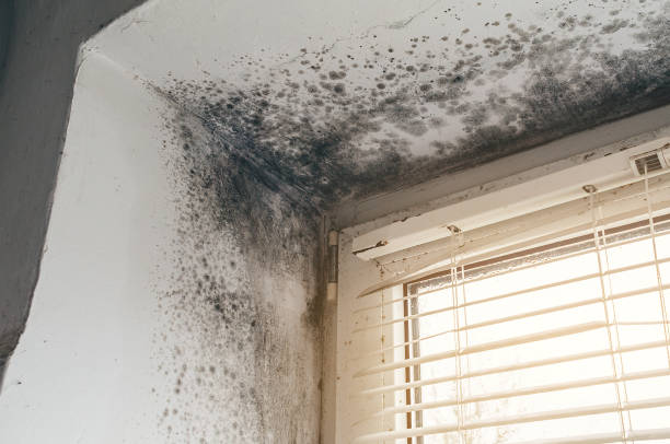 Affordable Basement Mold Removal solutions in Washington, DC